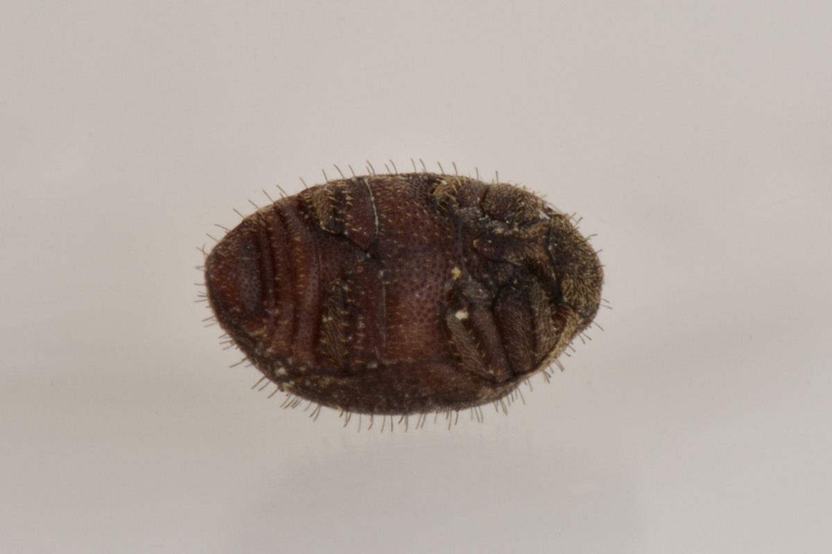 Byrrhidae: Chaetophora sp...inosa? no, Curimopsis maritima
